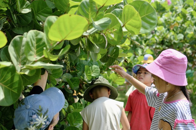 Chủ homestay đi gom lá nho biển giá 200 đồng, làm thành thứ đắt gấp mấy lần vẫn lỗ: Vì hai chữ Hy Vọng - Ảnh 6.