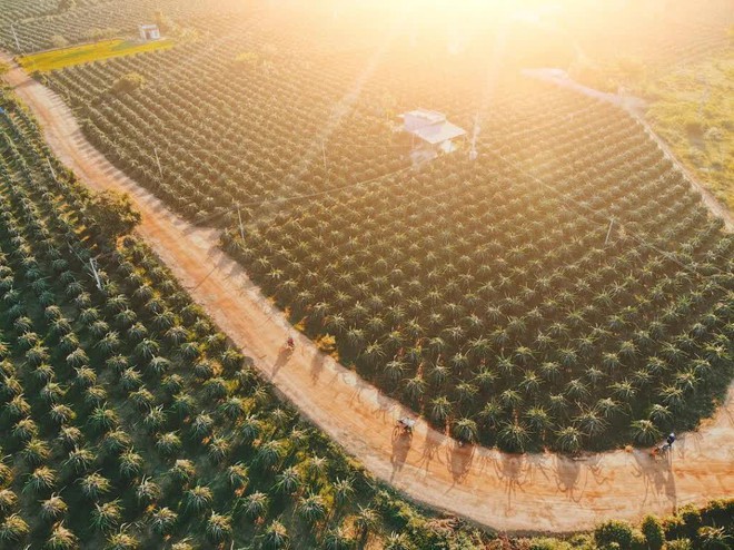 Những điều thú vị về trái thanh long đang làm mưa làm gió trên mạng xã hội - Ảnh 2.