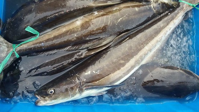 C&acirc;u đố tiếng Việt: C&aacute; g&igrave; mang tiếng c&oacute; ch&acirc;n m&agrave; chẳng biết đi? - Nghe đ&aacute;p &aacute;n phải ph&igrave; cười v&igrave; qu&aacute; bất ngờ - Ảnh 1.