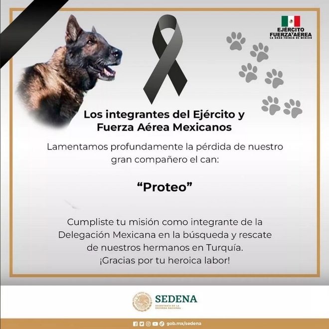 T&igrave;m được 2 người c&ograve;n sống, ch&oacute; cứu hộ Mexico tử nạn ở Thổ Nhĩ Kỳ - Ảnh 2.