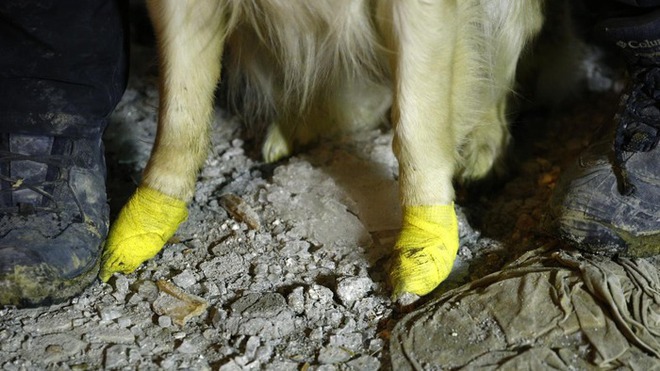 Chú chó cứu hộ ở Thổ Nhĩ Kỳ: Bị thương vẫn miệt mài tìm kiếm nạn nhân động đất - Ảnh 8.