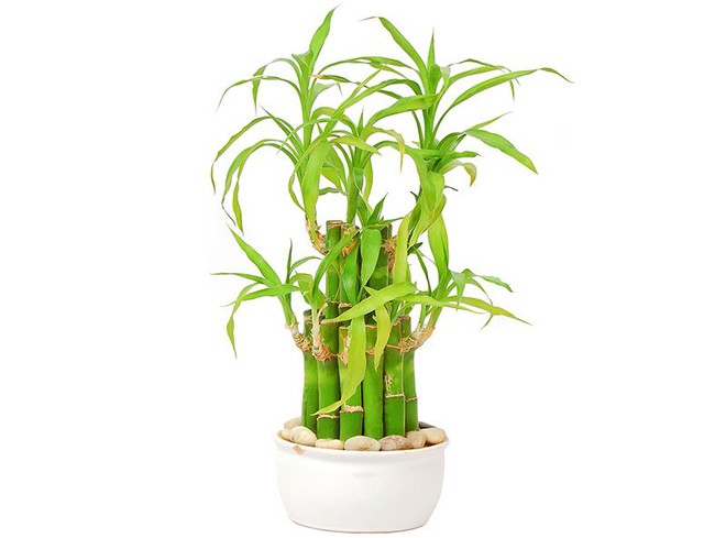 Hướng dẫn chăm sóc cây phát lộc tốt tươi, mang sinh khí vào nhà - Ảnh 5.