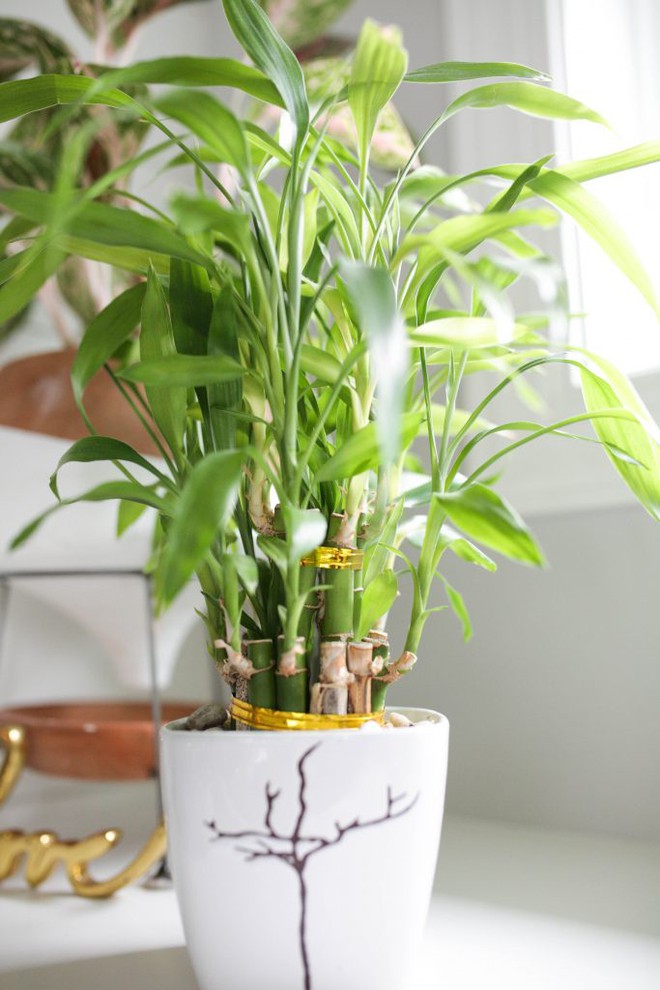 Hướng dẫn chăm sóc cây phát lộc tốt tươi, mang sinh khí vào nhà - Ảnh 4.