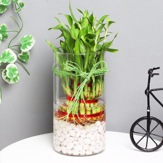 Hướng dẫn chăm sóc cây phát lộc tốt tươi, mang sinh khí vào nhà - Ảnh 2.
