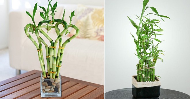 Hướng dẫn chăm sóc cây phát lộc tốt tươi, mang sinh khí vào nhà - Ảnh 1.