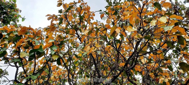 Rừng khộp Tây Nguyên mùa thay lá đẹp tựa trời Âu - Ảnh 13.