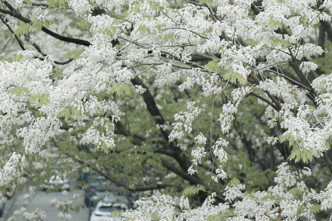 Giới trẻ nô nức &quot;săn lùng&quot; địa điểm hoa sưa nở sớm, khoe sắc trắng tinh khôi giữa lòng Thủ đô - Ảnh 3.