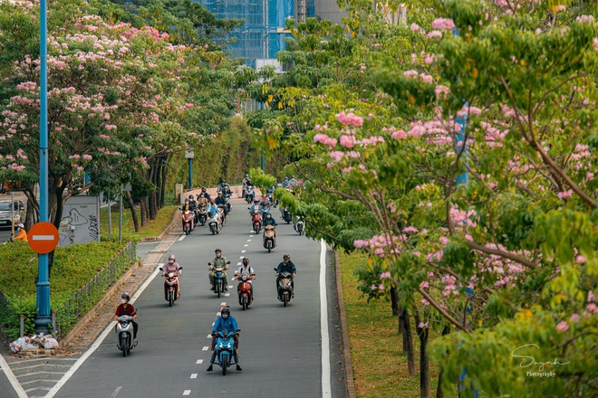 Chưa đến tháng 3, hoa kèn hồng đã nở rực rỡ ở TP.HCM: Thơ đến mức ai cũng xúng xính váy áo đến “sống ảo” - Ảnh 2.