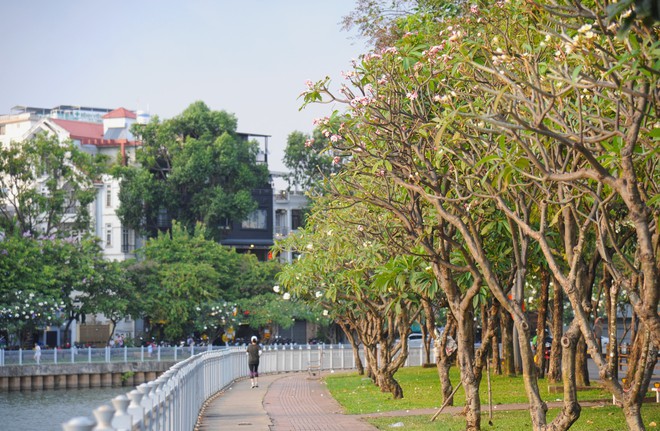 Một cảm giác bình an đến lạ giữa rừng sứ cổ thụ ngay trung tâm TPHCM - Ảnh 10.