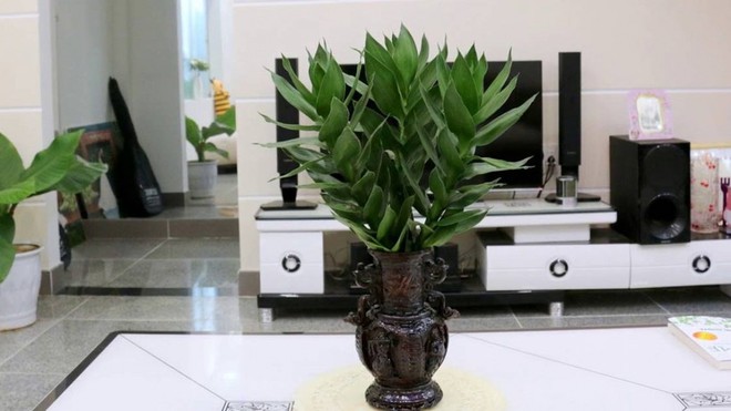 Cách bố trí cây phát tài để bàn làm việc giúp cây xanh tốt mang lại tài lộc - Ảnh 3.