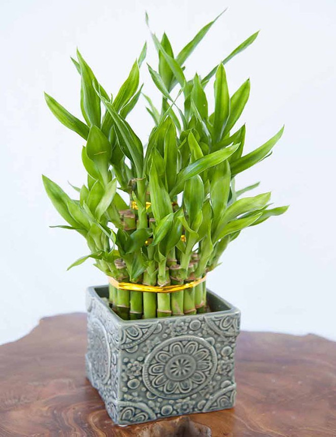 Cách bố trí cây phát tài để bàn làm việc giúp cây xanh tốt mang lại tài lộc - Ảnh 2.