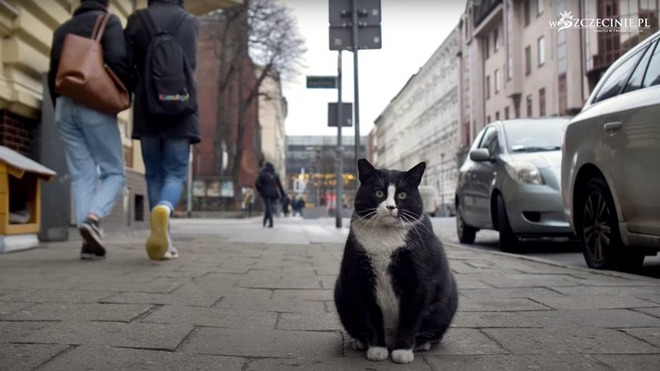 Chỉ ăn rồi lăn ra ngủ, ch&uacute; m&egrave;o b&eacute;o k&eacute;o cả ng&agrave;n du kh&aacute;ch về cho th&agrave;nh phố - Ảnh 1.