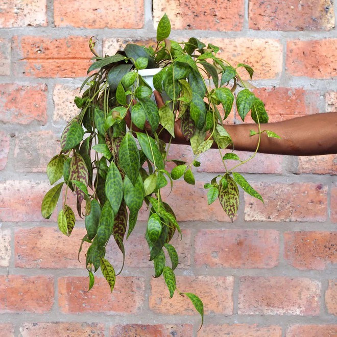 6 loại cây leo vừa dễ trồng vừa tạo cảm giác mát mẻ cho nhà của bạn - Ảnh 6.