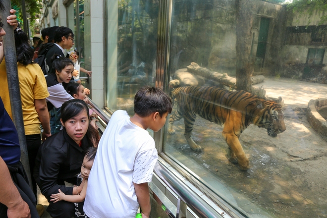 Người dân TP.HCM rủ nhau đến “thăm” bầy thú ở Thảo Cầm Viên sau khi sở thú này đạt doanh thu kỷ lục cao nhất lịch sử - Ảnh 14.