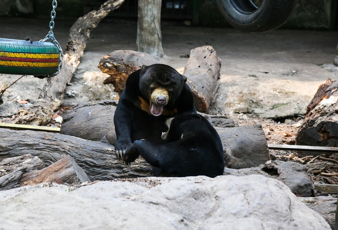 Người dân TP.HCM rủ nhau đến “thăm” bầy thú ở Thảo Cầm Viên sau khi sở thú này đạt doanh thu kỷ lục cao nhất lịch sử - Ảnh 13.