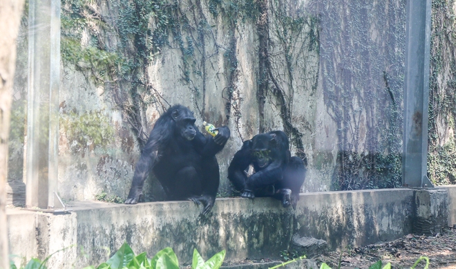Người dân TP.HCM rủ nhau đến “thăm” bầy thú ở Thảo Cầm Viên sau khi sở thú này đạt doanh thu kỷ lục cao nhất lịch sử - Ảnh 11.