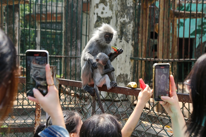Người dân TP.HCM rủ nhau đến “thăm” bầy thú ở Thảo Cầm Viên sau khi sở thú này đạt doanh thu kỷ lục cao nhất lịch sử - Ảnh 10.