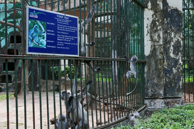 Người dân TP.HCM rủ nhau đến “thăm” bầy thú ở Thảo Cầm Viên sau khi sở thú này đạt doanh thu kỷ lục cao nhất lịch sử - Ảnh 9.