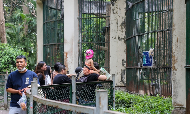 Người dân TP.HCM rủ nhau đến “thăm” bầy thú ở Thảo Cầm Viên sau khi sở thú này đạt doanh thu kỷ lục cao nhất lịch sử - Ảnh 8.