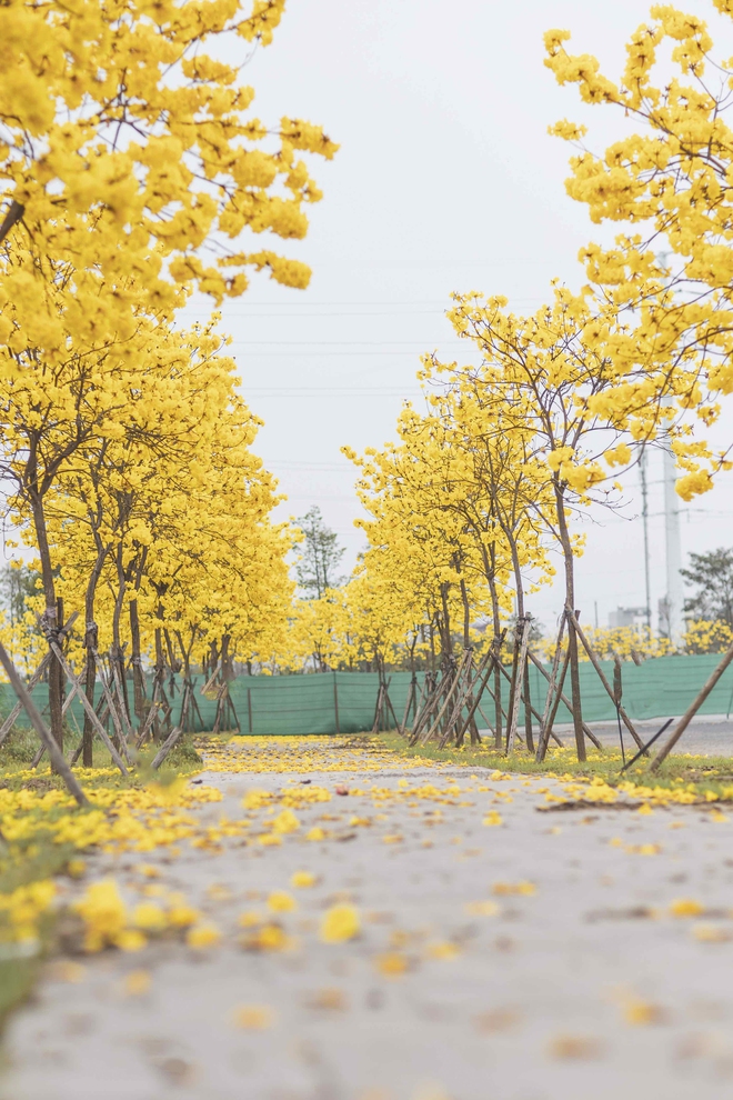 Hà Nội mùa này: Nhìn đâu cũng thấy lãng mạn, trời đẹp chỉ muốn bỏ tất cả mà đi chơi - Ảnh 4.