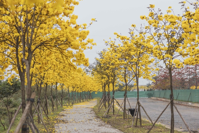 Hà Nội mùa này: Nhìn đâu cũng thấy lãng mạn, trời đẹp chỉ muốn bỏ tất cả mà đi chơi - Ảnh 4.