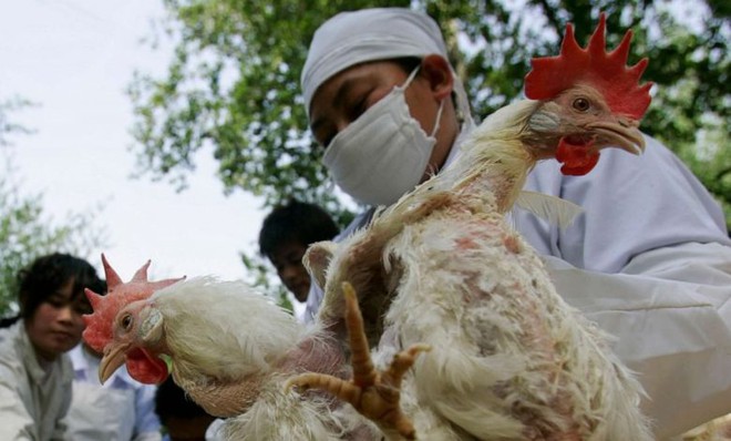 Mức độ nguy hiểm v&agrave; c&aacute;ch ph&ograve;ng tr&aacute;nh c&uacute;m gia cầm H5N1 ai cũng cần nắm r&otilde; - Ảnh 1.