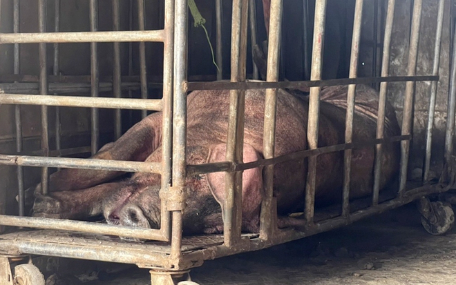 Lợn n&aacute;i chết, biến đổi m&agrave;u sắc vẫn được mang đi ti&ecirc;u thụ - Ảnh 1.