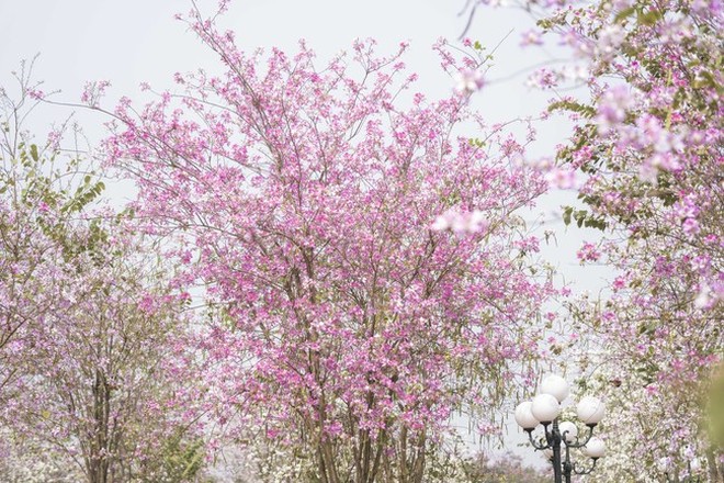 Hà Nội: Không thua kém đường Hoàng Diệu, con đường hoa ban tím ở Mê Linh cũng gây sốt rần rần - Ảnh 5.