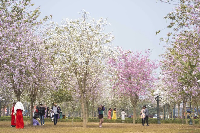 Hà Nội: Không thua kém đường Hoàng Diệu, con đường hoa ban tím ở Mê Linh cũng gây sốt rần rần - Ảnh 3.