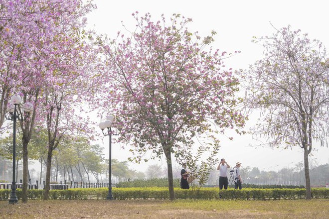 Hà Nội: Không thua kém đường Hoàng Diệu, con đường hoa ban tím ở Mê Linh cũng gây sốt rần rần - Ảnh 5.