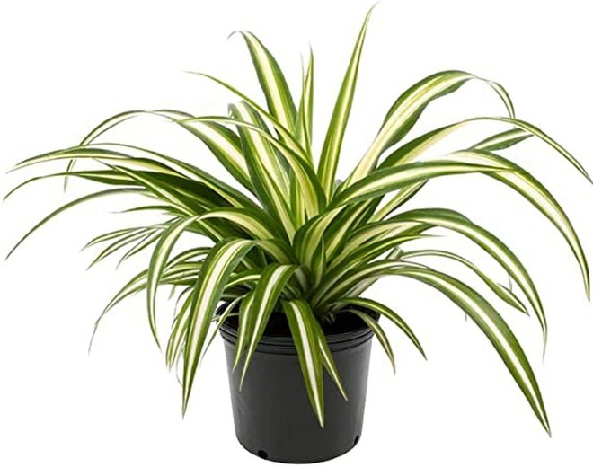 7 loại c&acirc;y cảnh cực dễ chăm d&agrave;nh cho người mới trồng - Ảnh 3.
