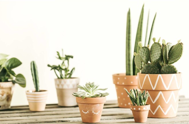 7 loại c&acirc;y cảnh cực dễ chăm d&agrave;nh cho người mới trồng - Ảnh 2.