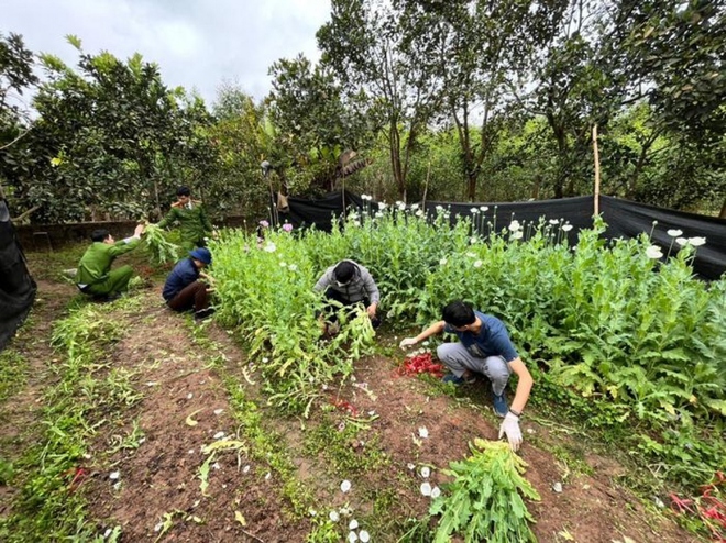 Tạm giữ đối tượng trồng hơn 2.000 cây thuốc phiện trong vườn nhà - Ảnh 1.
