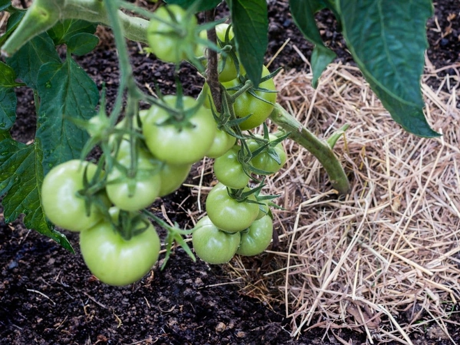 10 sai lầm khi trồng cà chua khiến cây không sai quả - Ảnh 4.