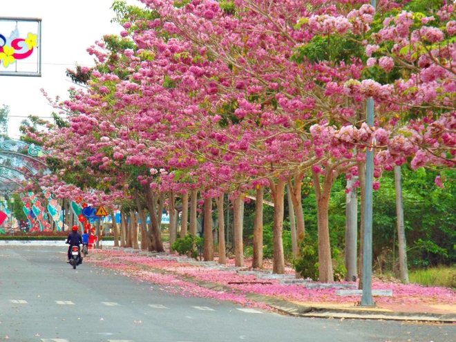 Choáng ngợp con đường 160 cây kèn hồng nở rực rỡ một góc trời ở Sóc Trăng - Ảnh 2.