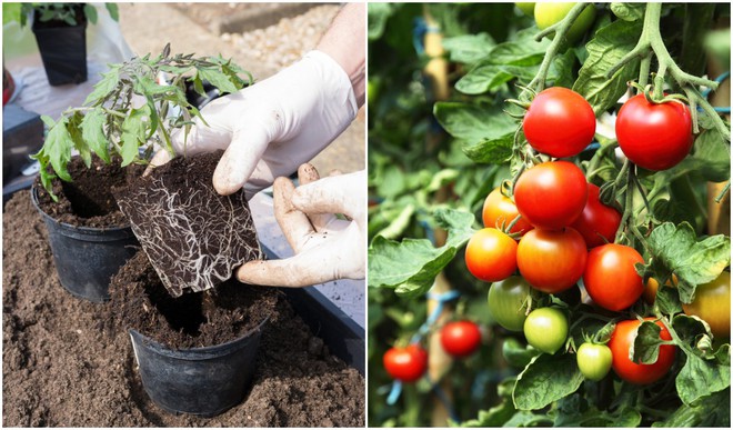 10 sai lầm khi trồng c&agrave; chua khiến c&acirc;y kh&ocirc;ng sai quả - Ảnh 2.