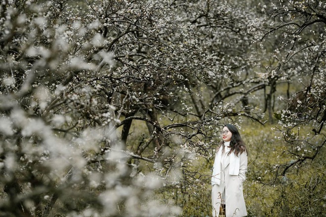 Mộc Châu trở thành điểm siêu hot dịp đầu xuân với những cây hoa mận phủ trắng núi đồi - Ảnh 3.
