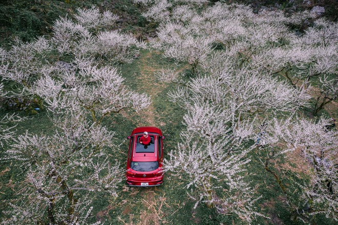 Mộc Châu trở thành điểm siêu hot dịp đầu xuân với những cây hoa mận phủ trắng núi đồi - Ảnh 3.