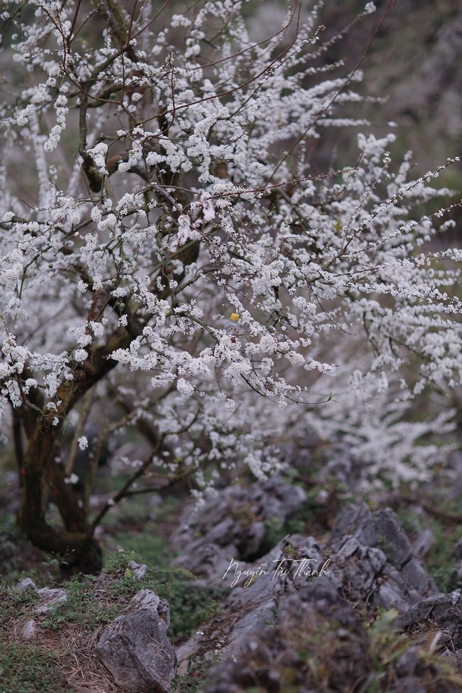 Mộc Châu trở thành điểm siêu hot dịp đầu xuân với những cây hoa mận phủ trắng núi đồi - Ảnh 2.