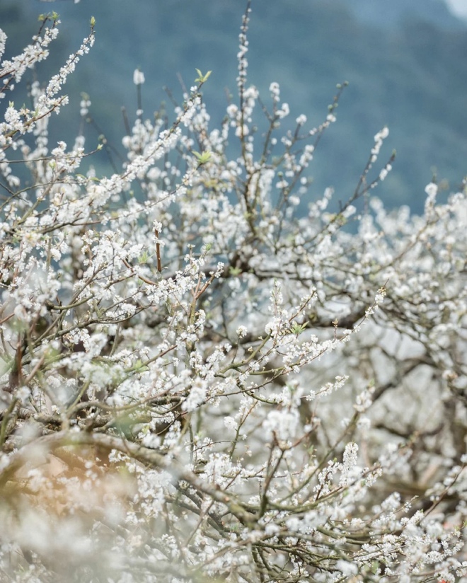 Mộc Châu trở thành điểm siêu hot dịp đầu xuân với những cây hoa mận phủ trắng núi đồi - Ảnh 7.