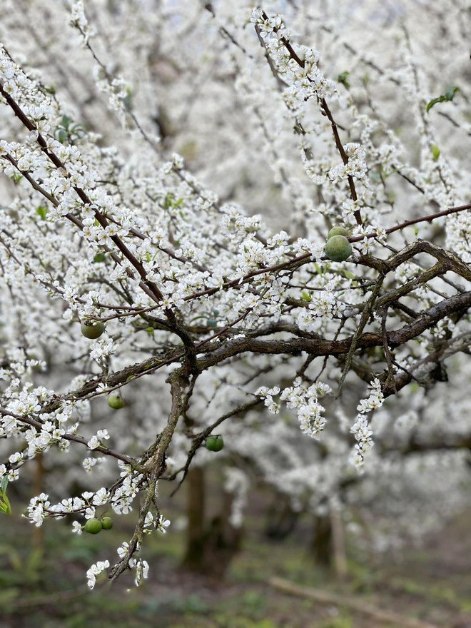 Mộc Châu trở thành điểm siêu hot dịp đầu xuân với những cây hoa mận phủ trắng núi đồi - Ảnh 7.