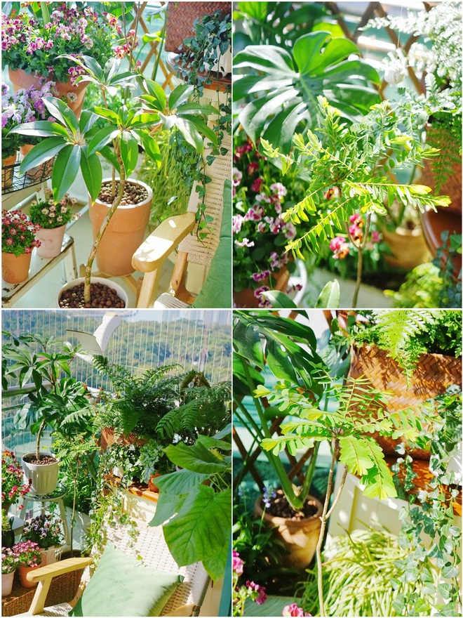 Kh&eacute;o biến 6m2 ban c&ocirc;ng th&agrave;nh khu vườn xanh mướt - Ảnh 2.