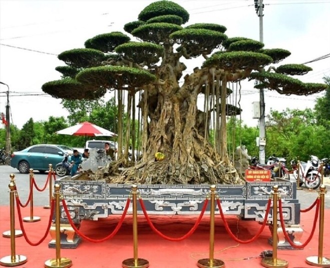 M&atilde;n nh&atilde;n d&agrave;n si&ecirc;u c&acirc;y cảnh trăm tỷ g&acirc;y x&ocirc;n xao thị trường - Ảnh 4.