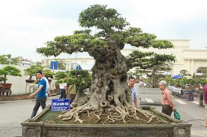 Mãn nhãn dàn siêu cây cảnh trăm tỷ gây xôn xao thị trường - Ảnh 3.