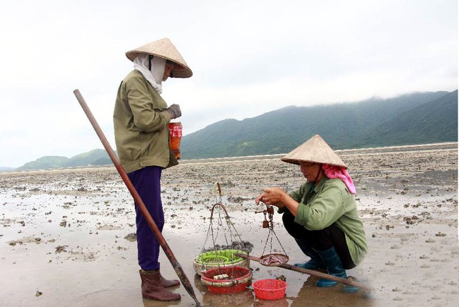 Thưởng thức gỏi “vàng ròng” hiếm có nơi biển Minh Châu - Ảnh 1.