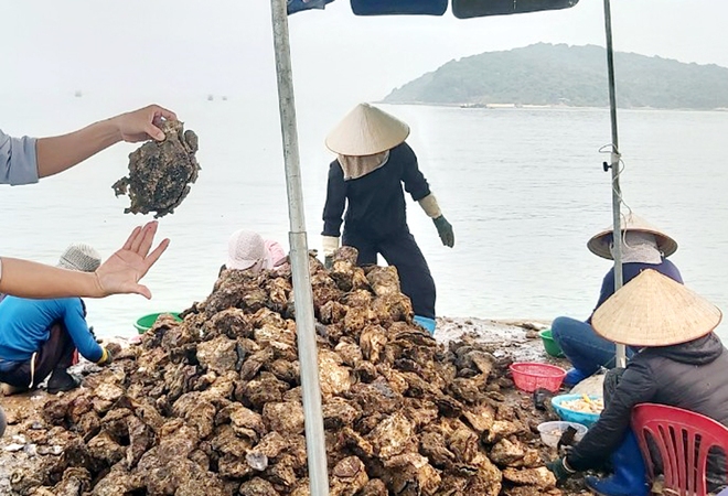 Về Thanh Lân tìm đặc sản, ăn thứ &quot;đanh&quot; hà nơi biển sâu - Ảnh 1.