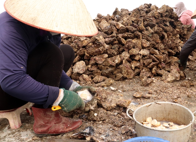 Về Thanh Lân tìm đặc sản, ăn thứ &quot;đanh&quot; hà nơi biển sâu - Ảnh 1.