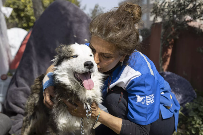 CLIP: Giải cứu chú chó mắc kẹt 22 ngày dưới đống đổ nát động đất ở Thổ Nhĩ Kỳ - Ảnh 2.