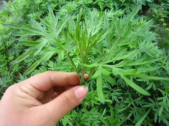 1 tuần gội đầu bằng l&aacute; ngải cứu đun s&ocirc;i, chị em sẽ nhận 4 lợi &iacute;ch đặc biệt từ sắc đẹp cho đến sức khỏe - Ảnh 2.