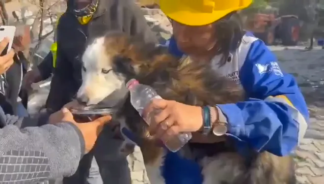 CLIP: Giải cứu chú chó mắc kẹt 22 ngày dưới đống đổ nát động đất ở Thổ Nhĩ Kỳ - Ảnh 1.